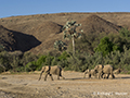 Africa Desert Elephant (Bush Elephant)