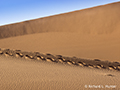 Sand Dunes at Deadvlei, Namibia