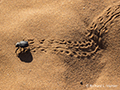 Bettle Crossing the Sand at Deadvlei