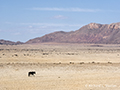 Wild Horse in Namibia