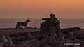 Jackal at Elizabeth Bay Ghost Town, Namibia