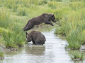 Coastal Brown Bear Cubs