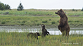 Coastal Brown Bear and Cubs