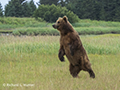 Coastal Brown Bear Standing