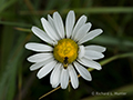 Flower and Insect