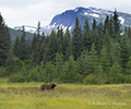 Coastal Brown Bear