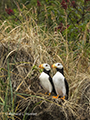 Horned Puffins