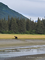 Coastal Brown Bear