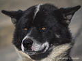 Sled Dog in Sisimuit, Greenland