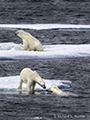 Three Male Polar Bears