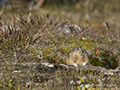 North American Brown Lemming