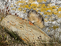 North American Brown Lemming