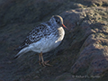 Purple Sandpiper