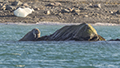 Walrus at Philpot's Island