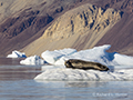 Bearded Seal