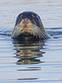 Bearded Seal