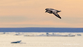 Northern Fulmar