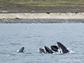 Humpback Whales