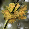 Leaf in the Hall of Mosses, The Hoh