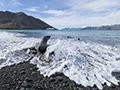 Fur Seal