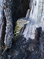 Nile (Water) Monitor