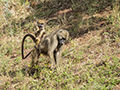 Chacma Baboon