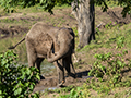 African Elephant