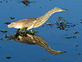 Squacco Heron