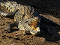 Nile Crocodile