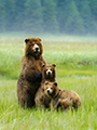 Coastal Brown Bear and Cubs Jumping Slough