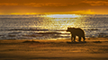 Coastal Brown Bear at Sunrise