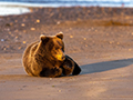 Coastal Brown Bear at Sunrise