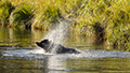 Coastal Brown Bear