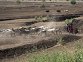 Maasai Herding Cattle