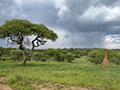 Termite Mound