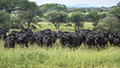 Cape Buffalo