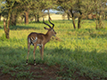 Impala