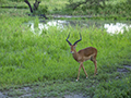 Impala