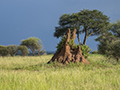 Termite Mound