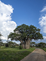 Baobab Tree