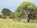 Maasai Giraffe