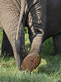 African Elephant