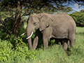 African Elephant