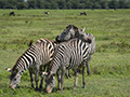 Common Zebra