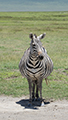 Common Zebra