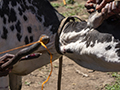 Maasai Harvesting Blood from Cow