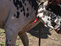 Maasai Harvesting Blood from Cow