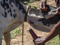 Maasai Harvesting Blood from Cow