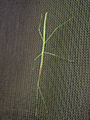 Stick Insect