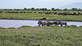 Zebra, Wildebeest, Spotted Hyena